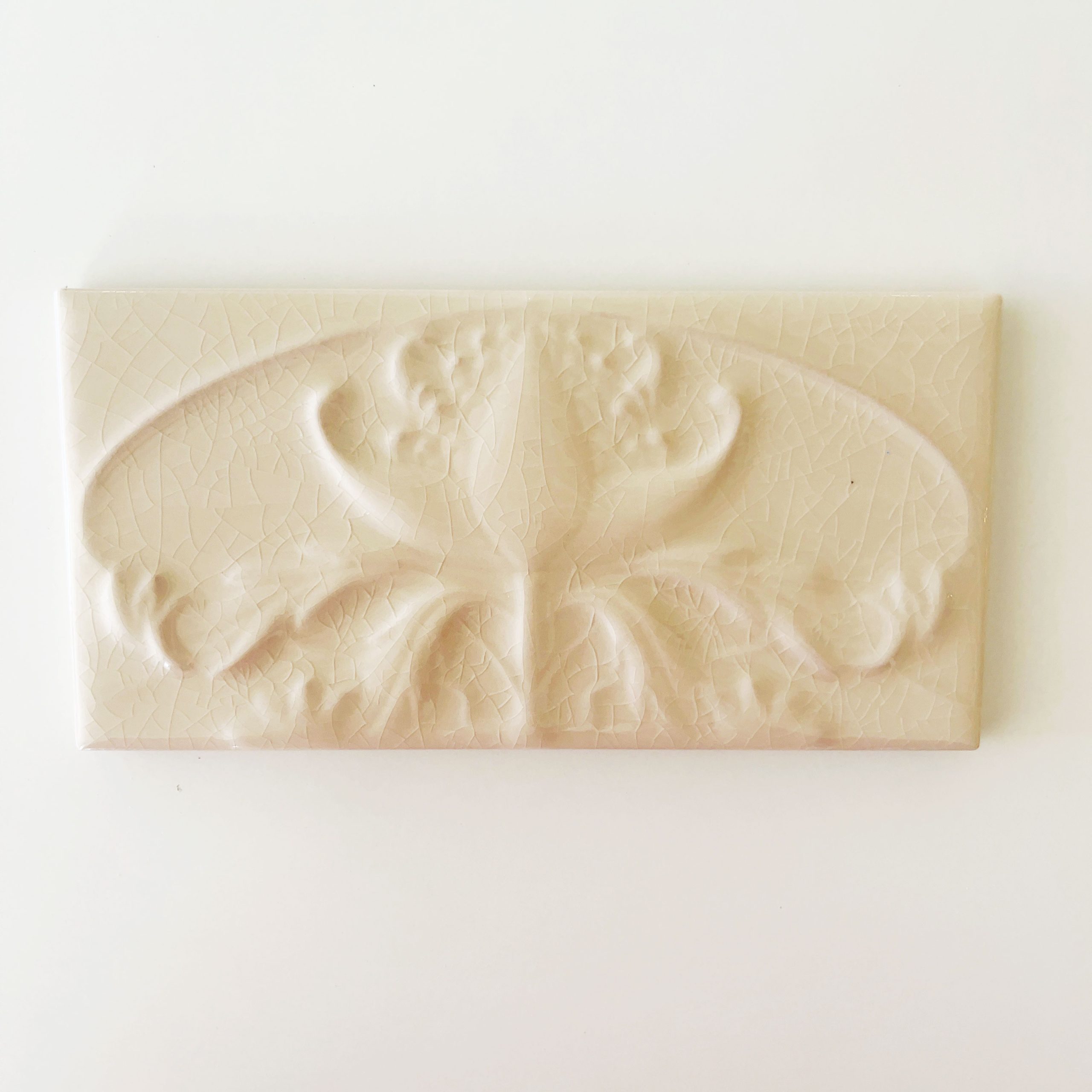 Ivory White Waratah